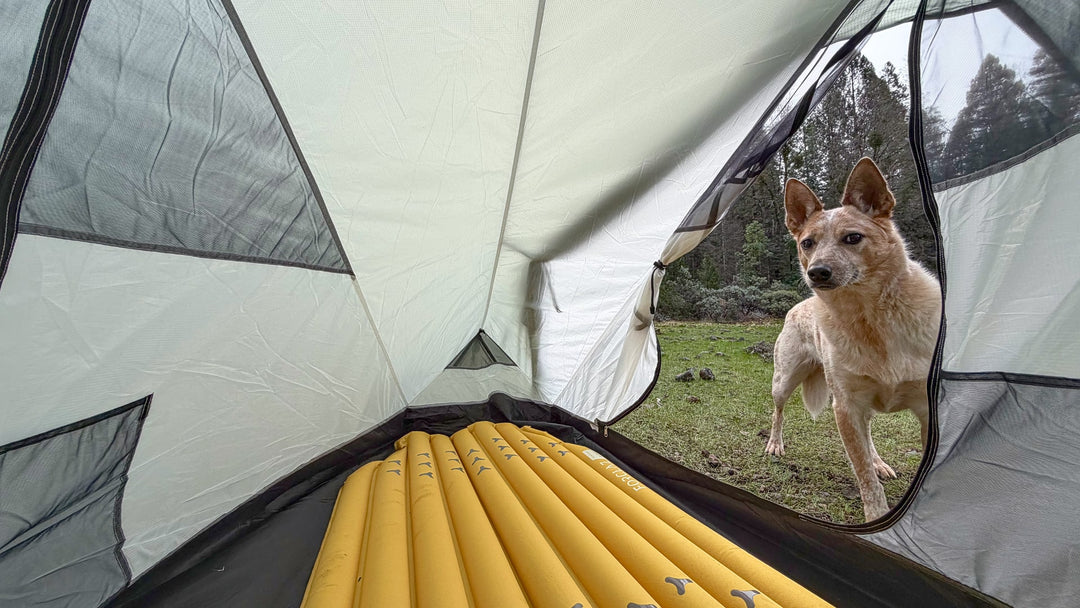TarpTent Moment DW